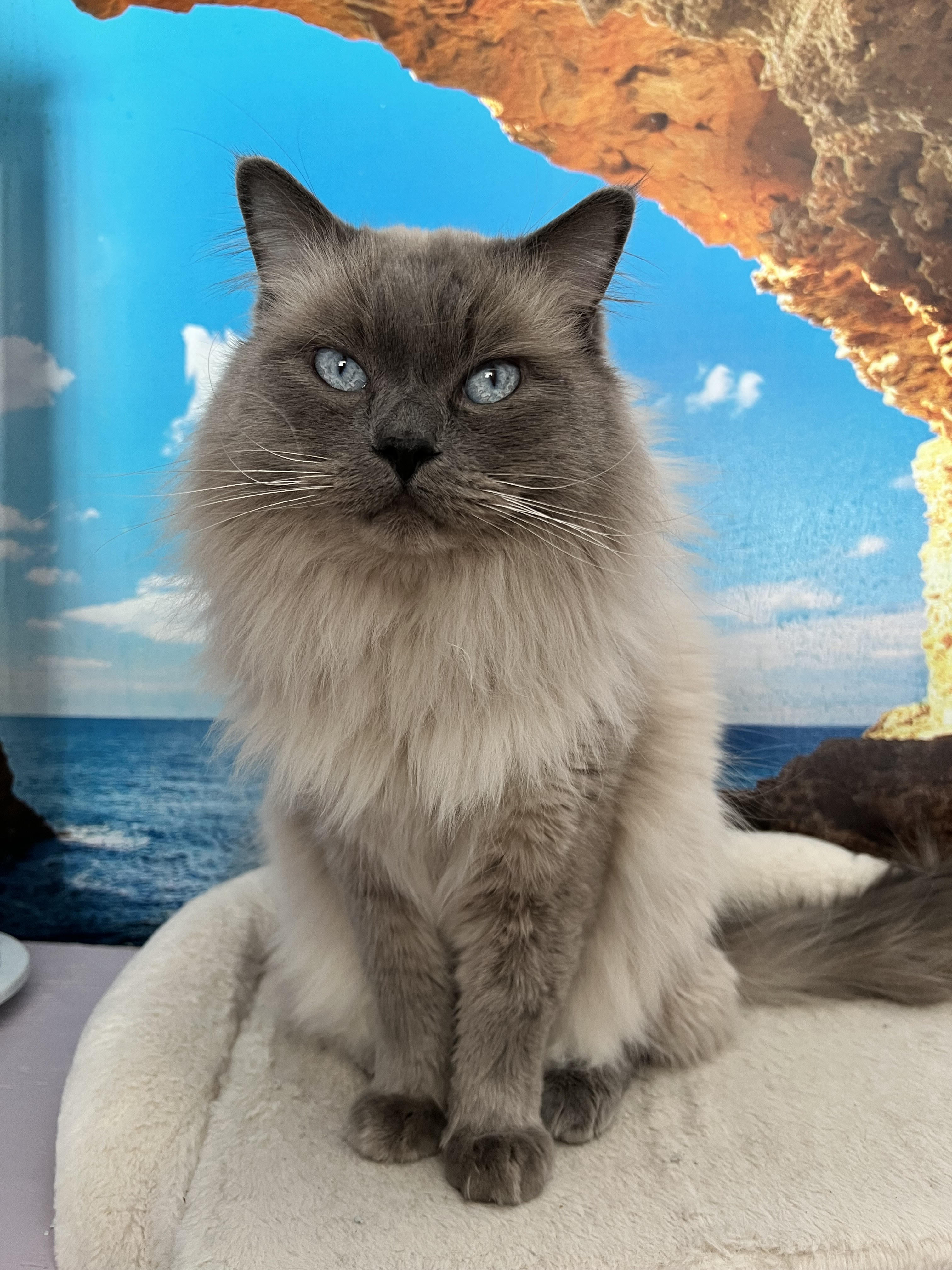 Bentley - Ragdoll King