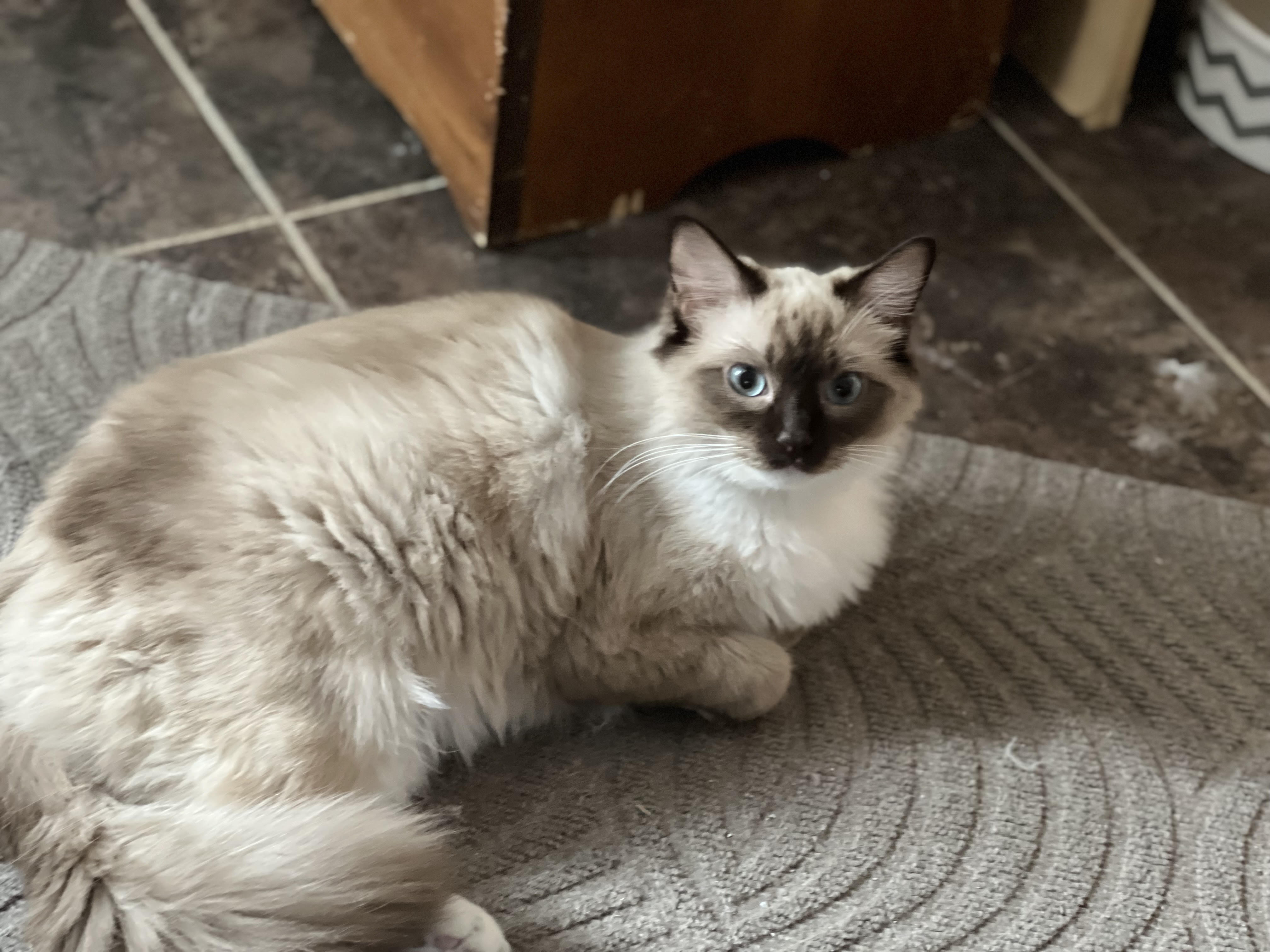 Savanah-Skye - Ragdoll Queen