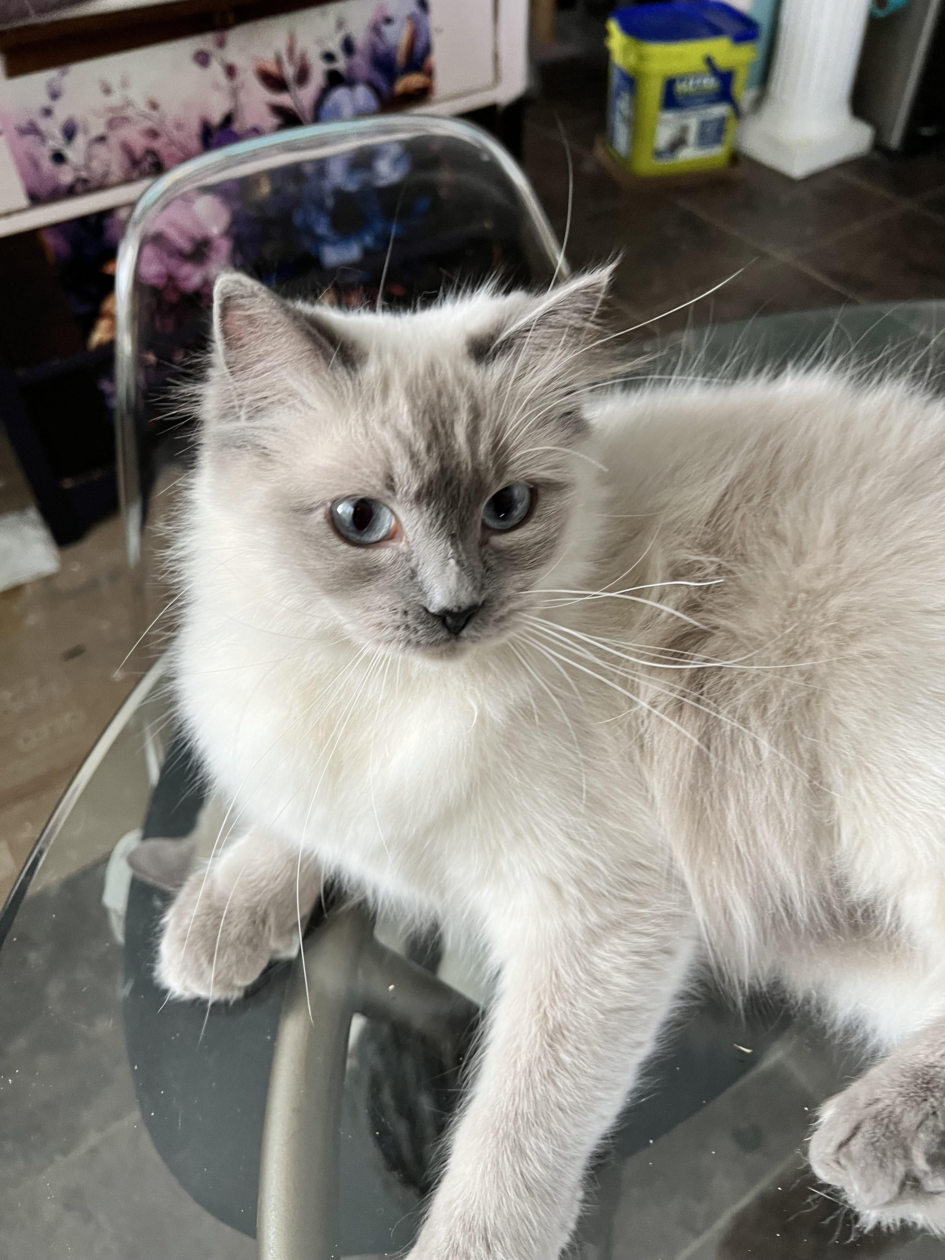 Sephora - Ragdoll Queen