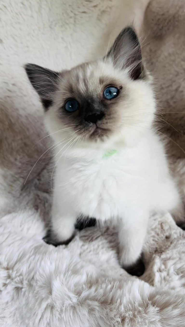 Ragdoll Kitten