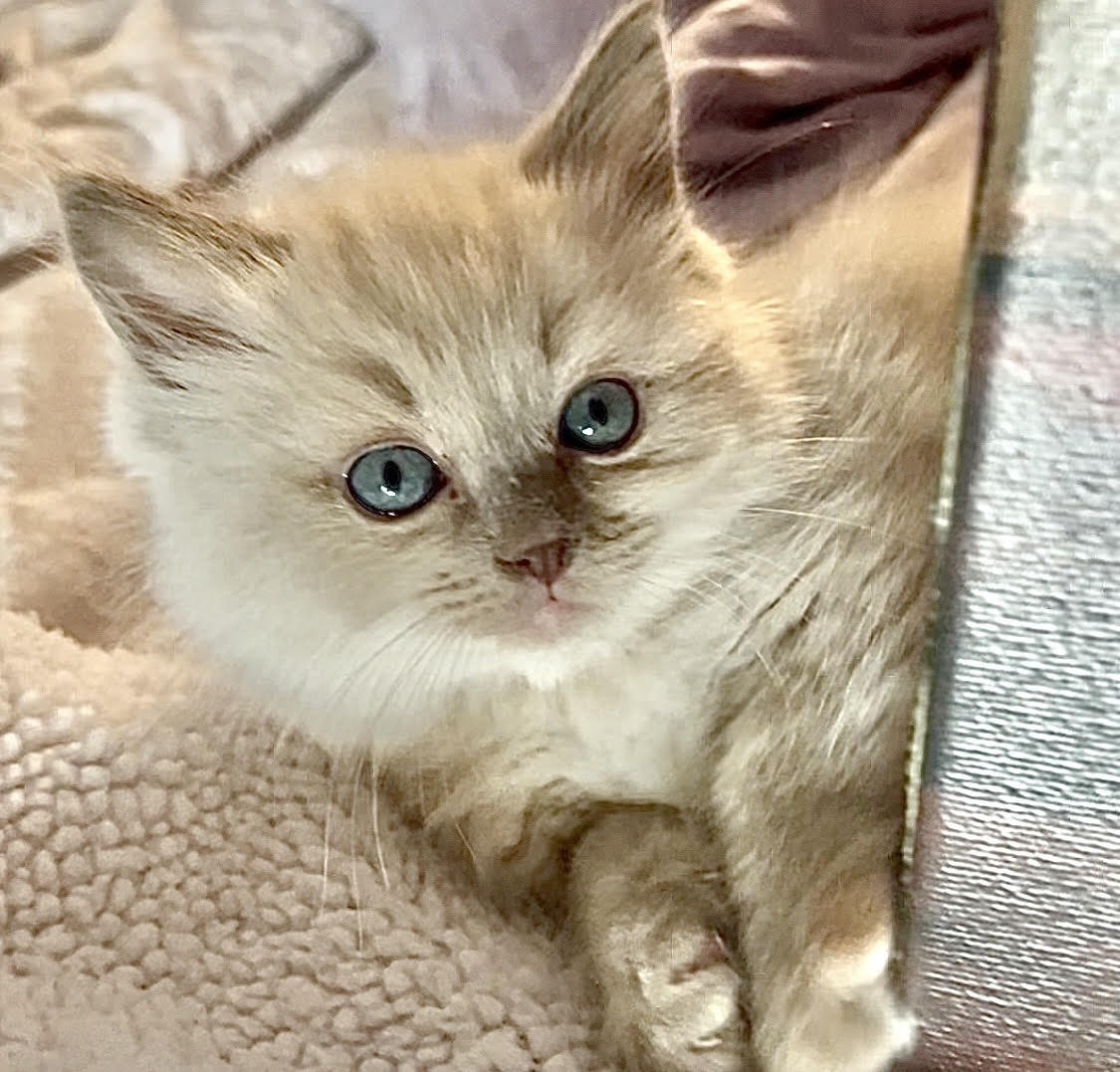 Ragdoll Kitten Litter Two