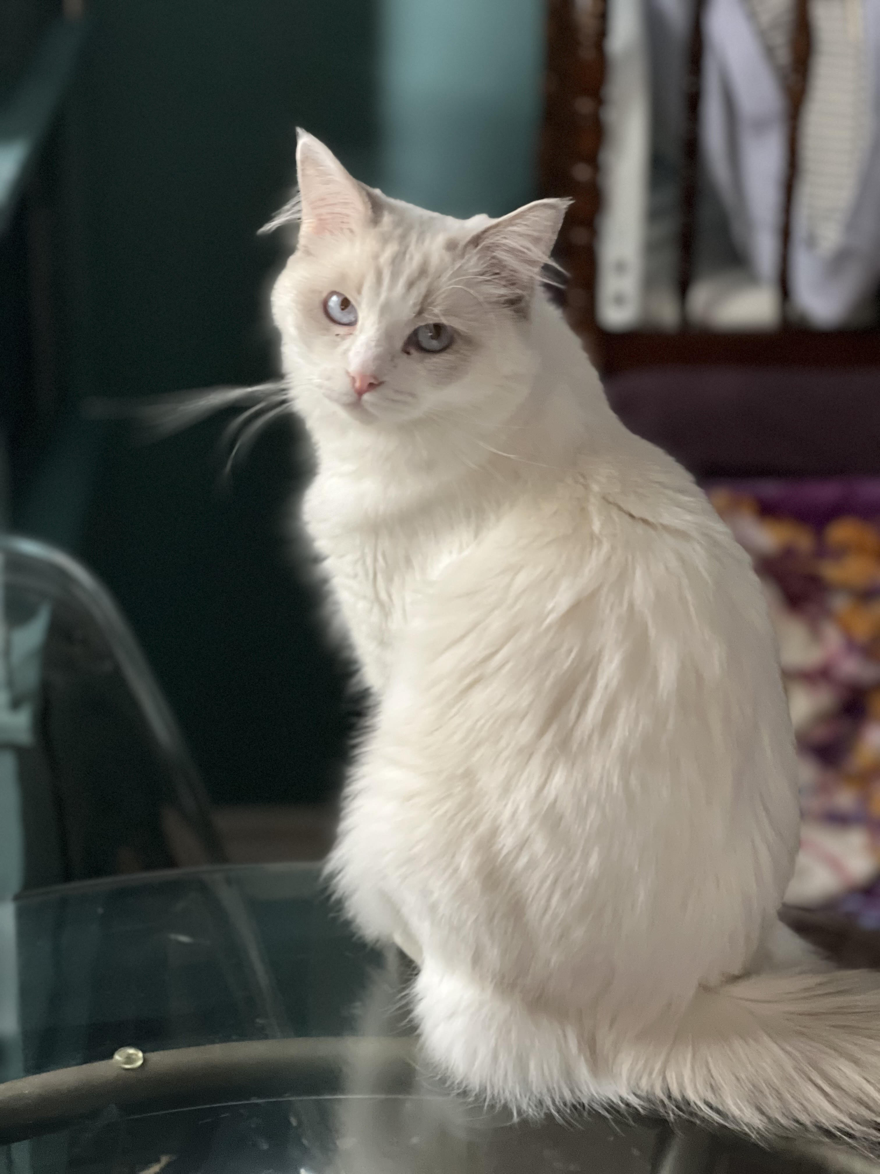 Pandora - Ragdoll Queen